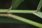 Broadleaf signalgrass